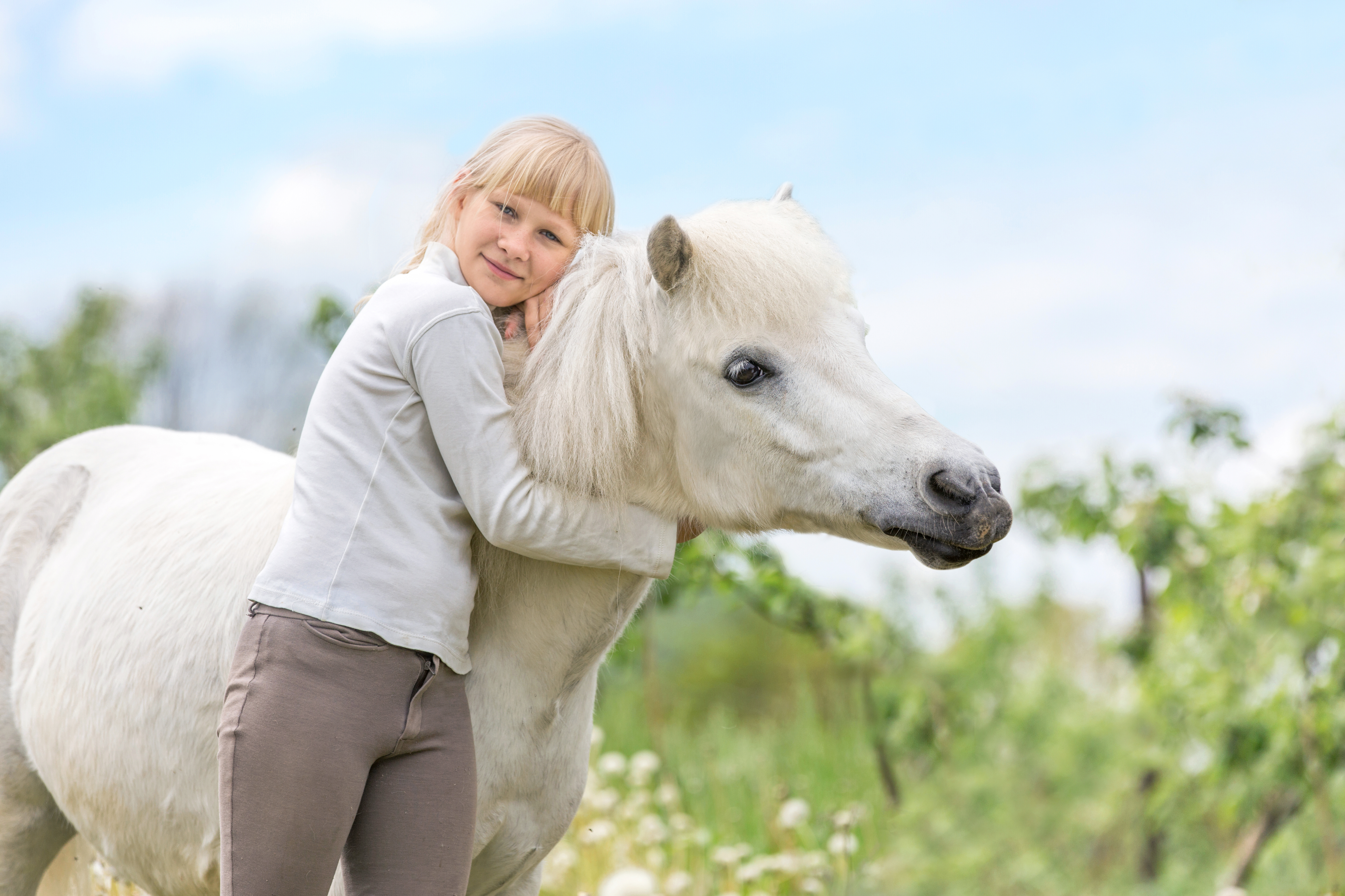 animal assisted therapy programs